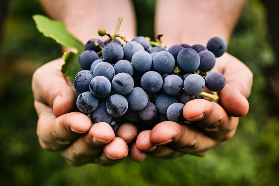 Mani che porgono un grappolo d'uva